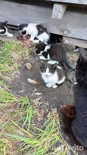 Котята мышеловы