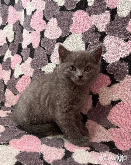 Британские котята