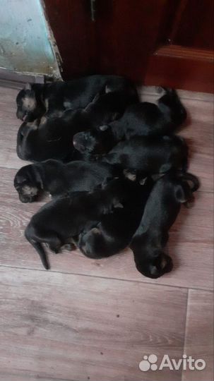 Немецкая овчарка