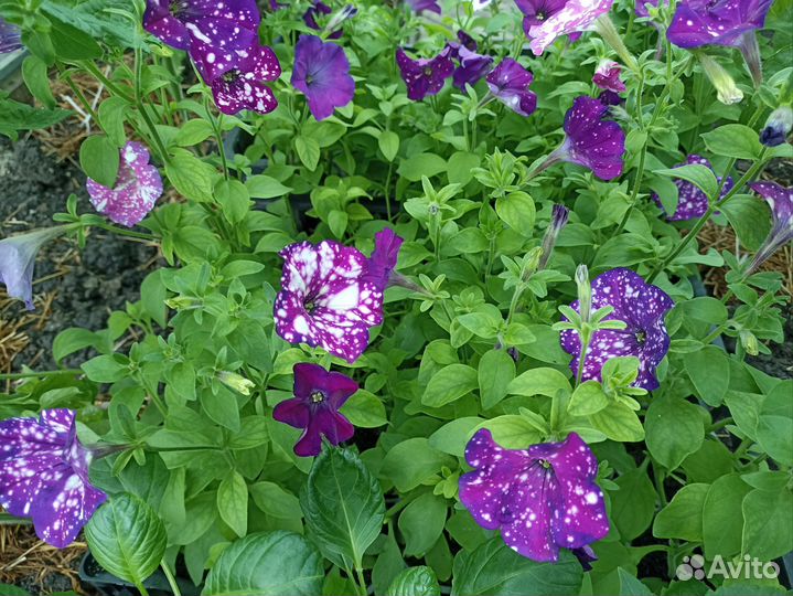 Рассада петуньи