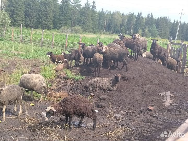 Стадо овец, бараны на мясо