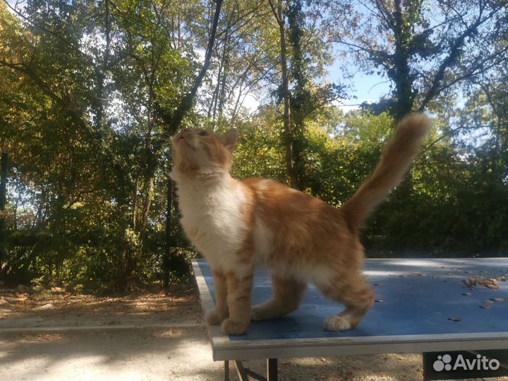 Отдам котенка в добрые руки