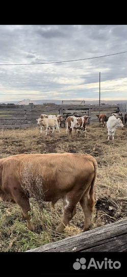 Бычки на откорм симменталы мясного направления