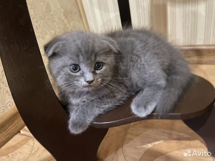 Шотландские котята