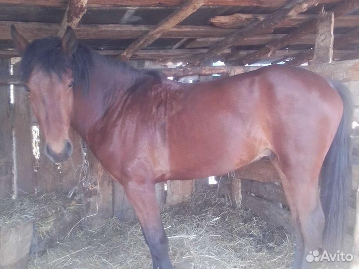 Лошадь жеребец