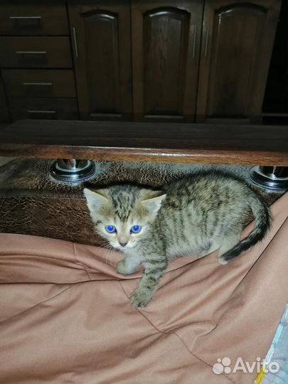 Котята в добрые руки бесплатно