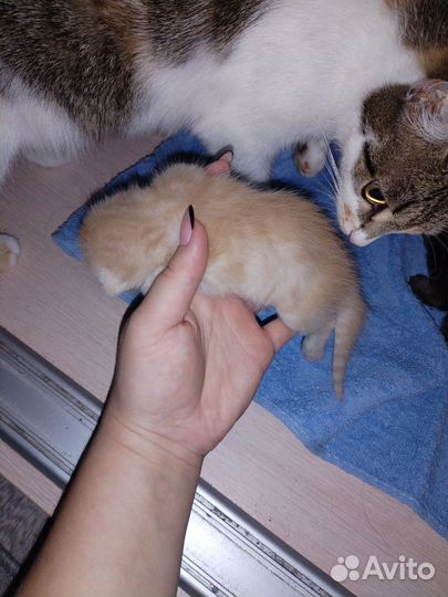 Котенок в дар