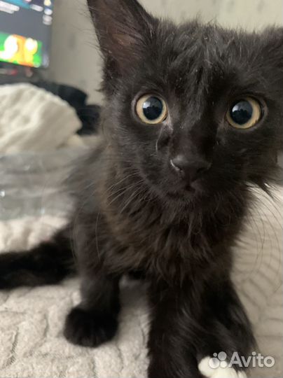 Кошка