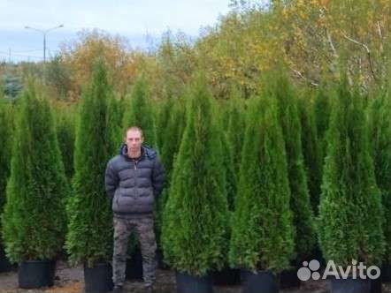 Туя Смарагд