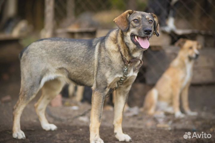 Собака в добрые руки