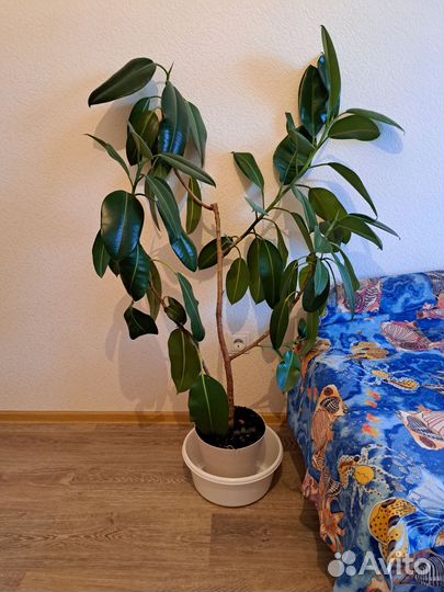 Фикус очень большой
