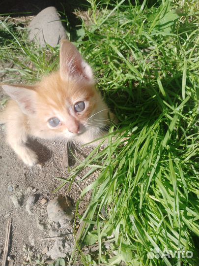 Отдам в добрые руки котят девочки