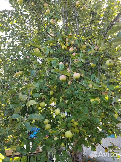 Яблоки домашние