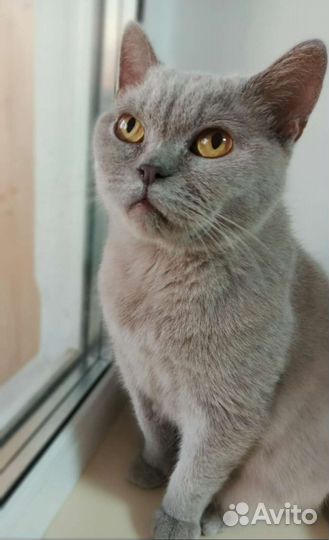 Кошка в дар