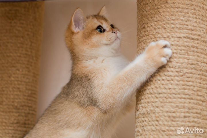 Британский мальчик