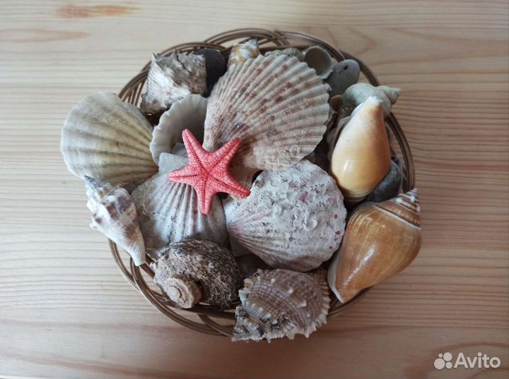 Набор морских ракушек