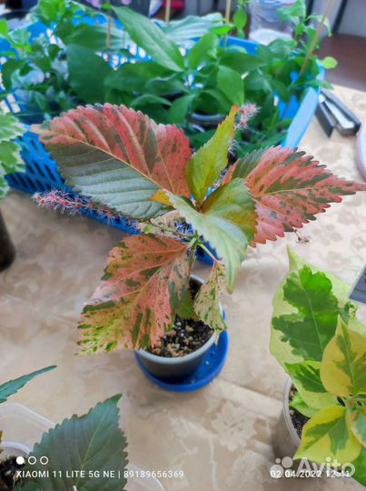 Комнатные растения на выставке цветов 19.05.2024