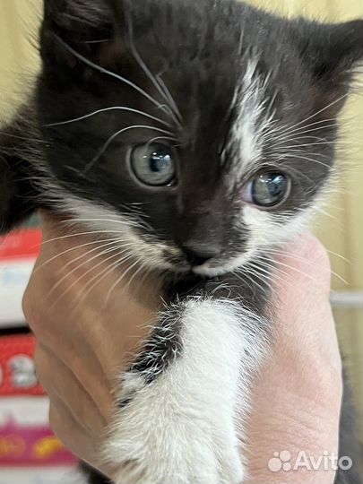 Котята
