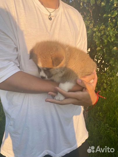 Щенки Акита ину