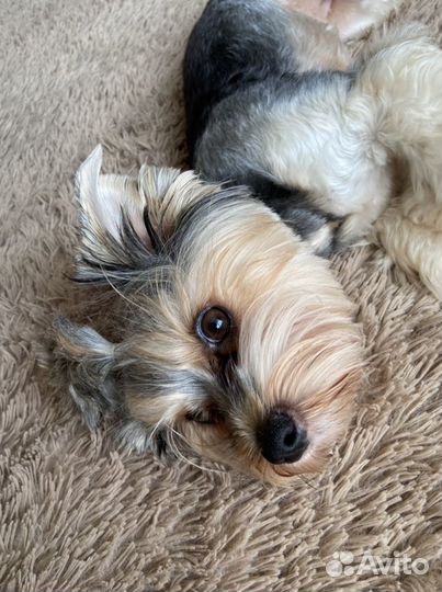 Передержка для собак