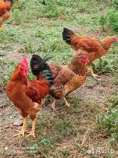 Яйца домашние