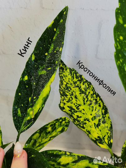 Вариегатная Аукуба японская сорт Голден Кинг