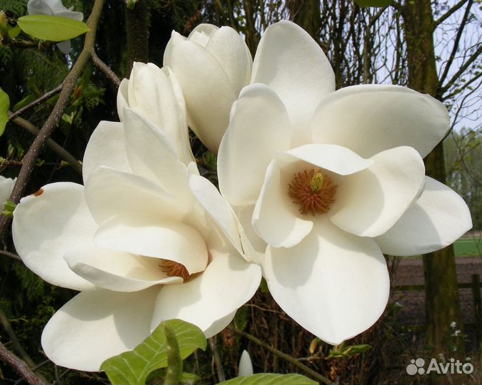 Магнолия Суланжа