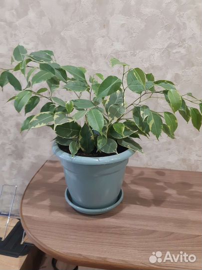 Фикус бенджамина пестролистный