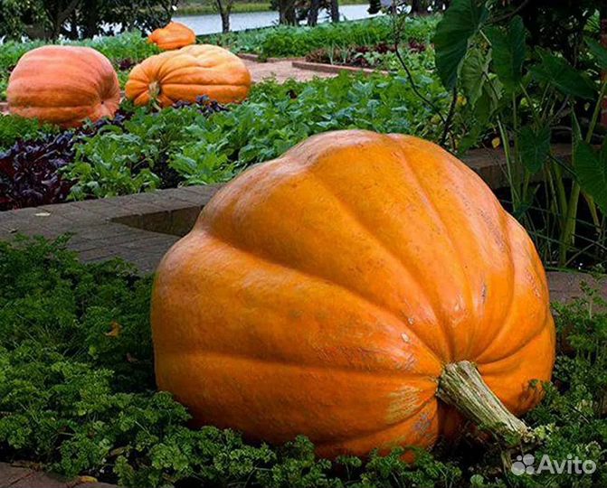 Тыква большая 42 кг самовывоз из моск обл