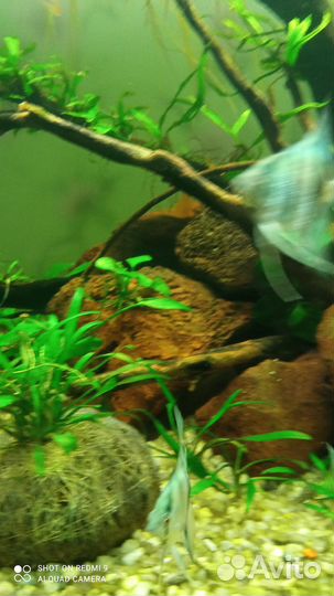 Скалярия голубой ангел. Подростки