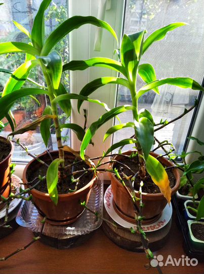 Каллизия душистая, или Золотой Ус