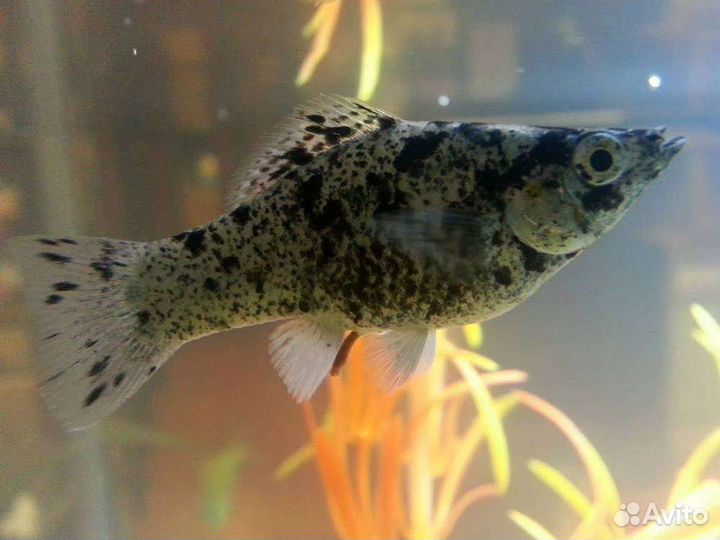 Аквариумные рыбки и растения