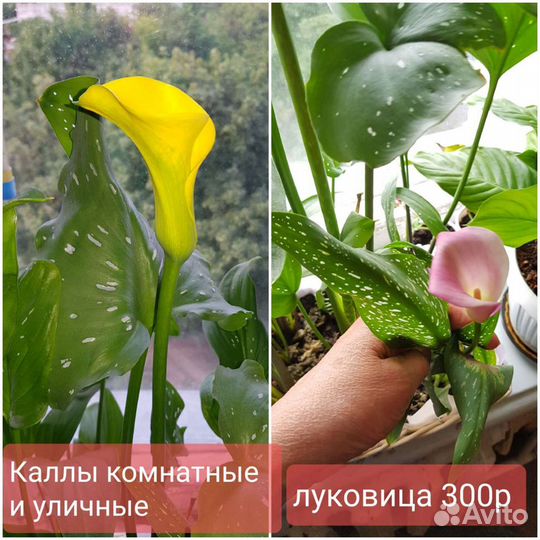 Комнатные растения
