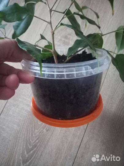 Фикус бенджамина