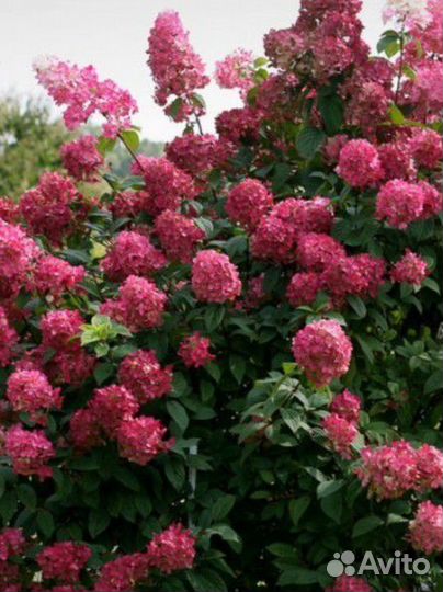 Гортензия метельчатая