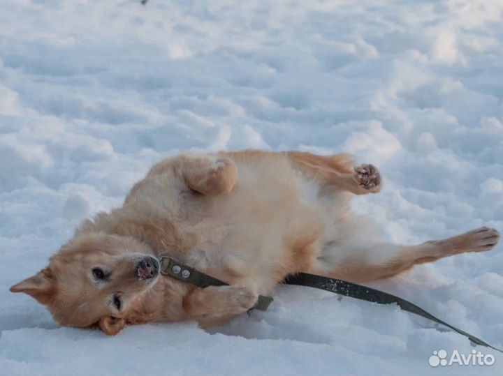 Нежнейшая Ида очень ждет семью в Приюте