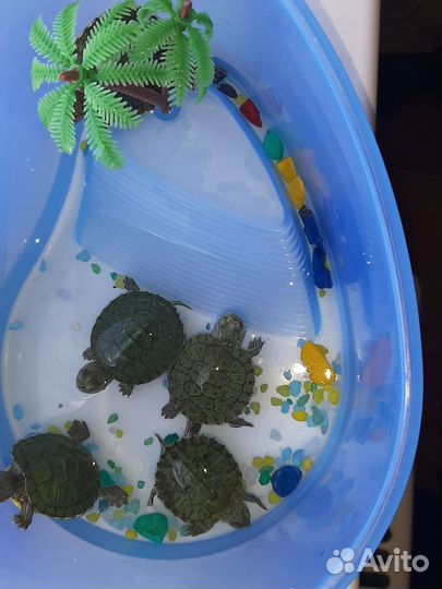 Декоративные черепашки