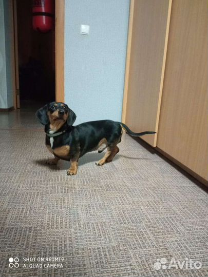 Вязка такса