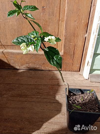 Клеродендрум Томпсона