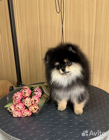 Померанский шпиц мини