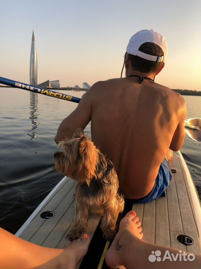 Прогулка на сапах (сапборд) с собаками