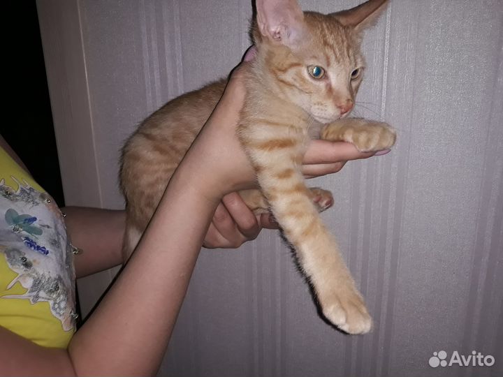 Котенок,котята,кот