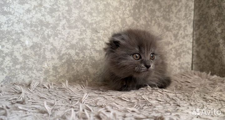 Шотландские котятки
