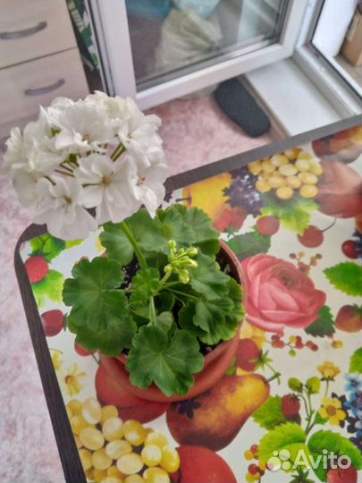 Пеларгония герань белая