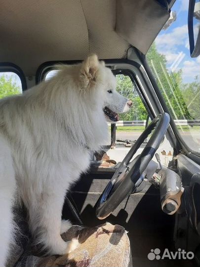 Самоед ищет подружку