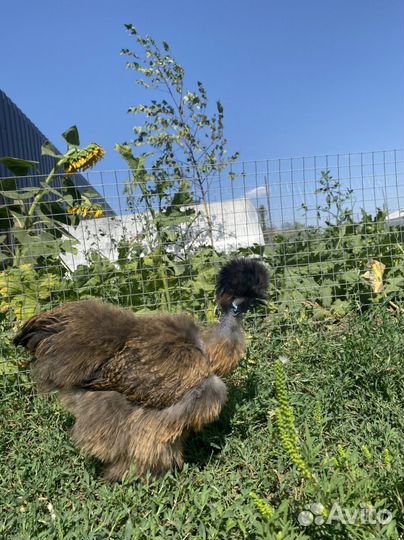 Китайские шелковые куры. Инкубационное яйцо