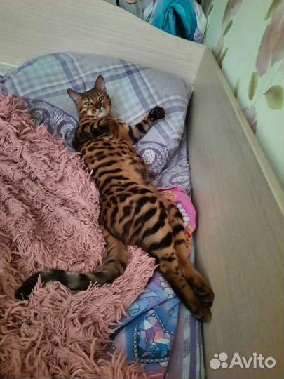 Бенгальский кот на вязку