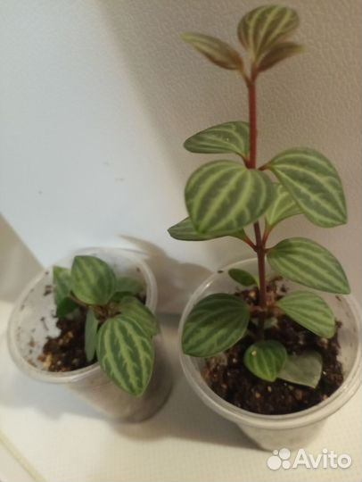 Пеперомии Много сортов 2