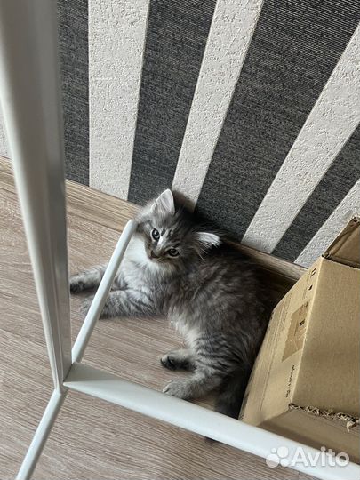Котята в добрые руки даром