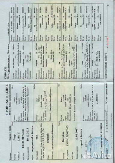 Западно сибирская лайка щенки